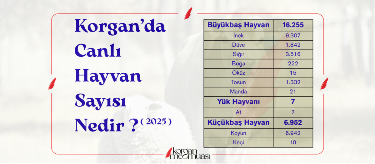 Korgan'da 2025 Yılında Canlı Hayvan Sayısı Nedir ?