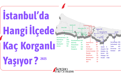 İstanbul'da Hangi İlçede Kaç Korganlı Yaşıyor ?