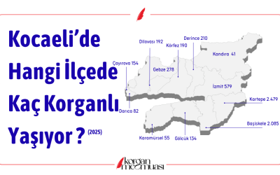 Kocaeli'de Hangi İlçede Kaç Korganlı Yaşıyor ?