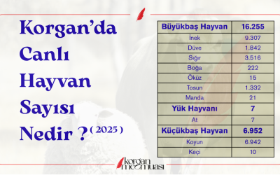 Korgan'da 2025 Yılında Canlı Hayvan Sayısı Nedir ?